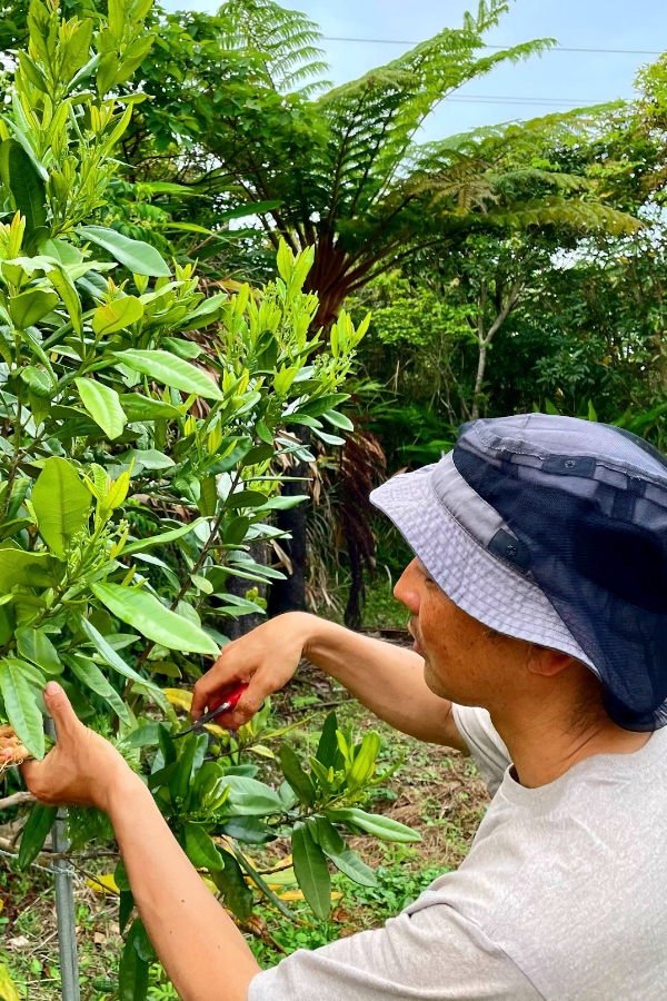実際に沖縄の食材を収穫している風景
