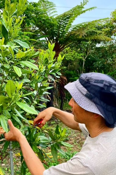 実際に沖縄の食材を収穫している風景