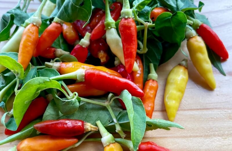 ハーブ・スパイス