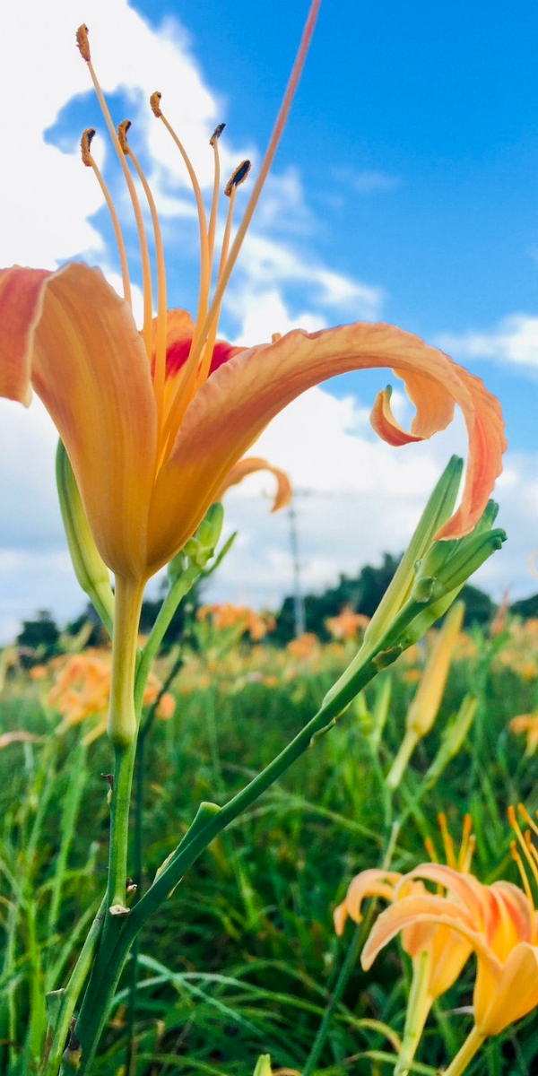 野原の花の画像